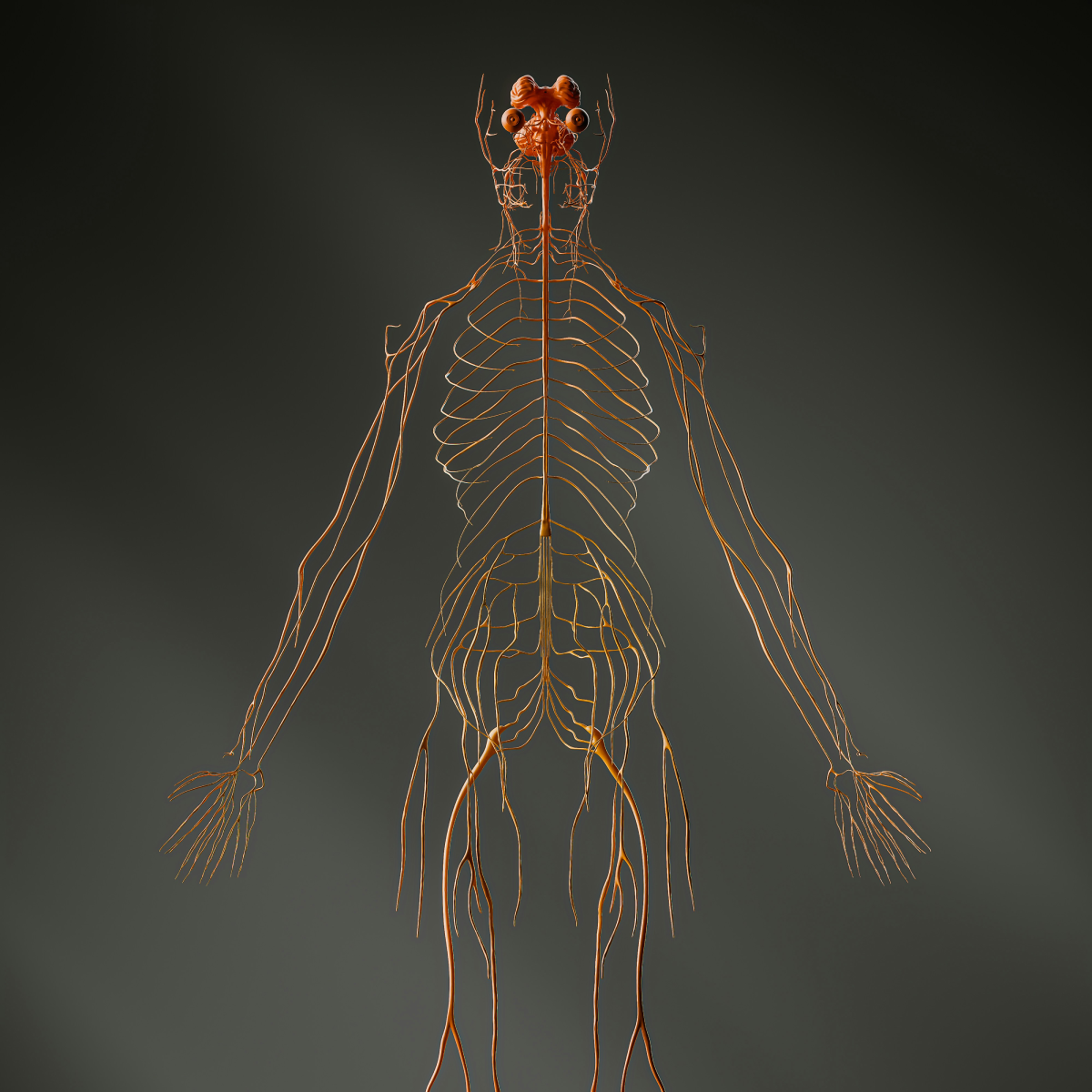 Illustration of human nervous system showing vagus nerve pathways from ear and neck regions to the brainstem, representing transcutaneous vagus nerve stimulation (taVNS and tcVNS) neuromodulation concept