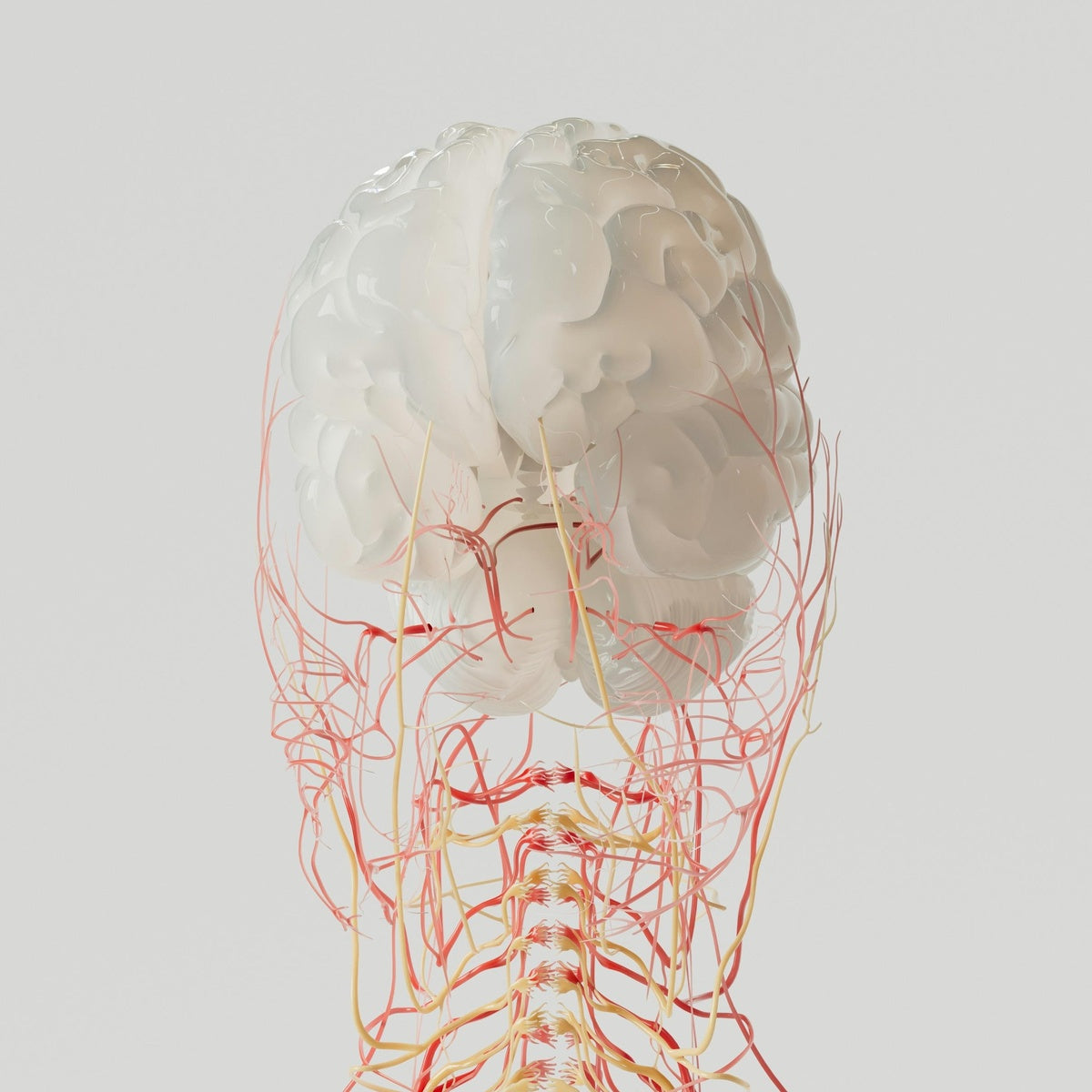 Vagus nerve stimulation helps “Rebalance” nervous system: from ANS to Yin–Yang