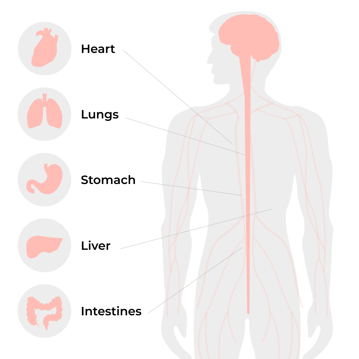 Diagramm, das den Vagusnerv zeigt, der das Gehirn mit Herz, Lunge, Magen, Leber und Darm verbindet.